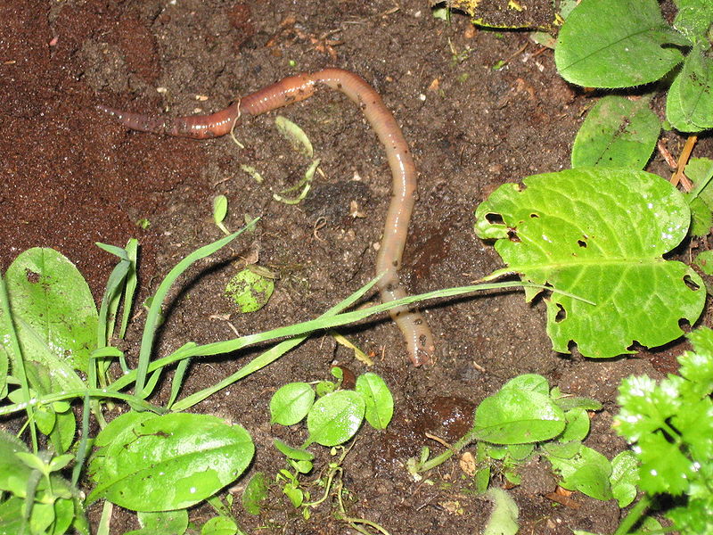 labeled earthworm diagram. Labeled+earthworm+anatomy
