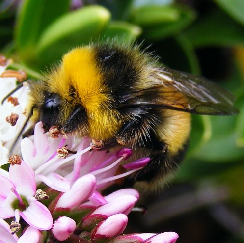 bombus-lucorum-white-tailed-bumblebee-male-1.jpg?w=497