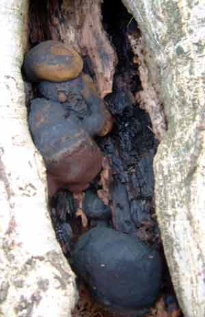 Fungi on Walnut Tree