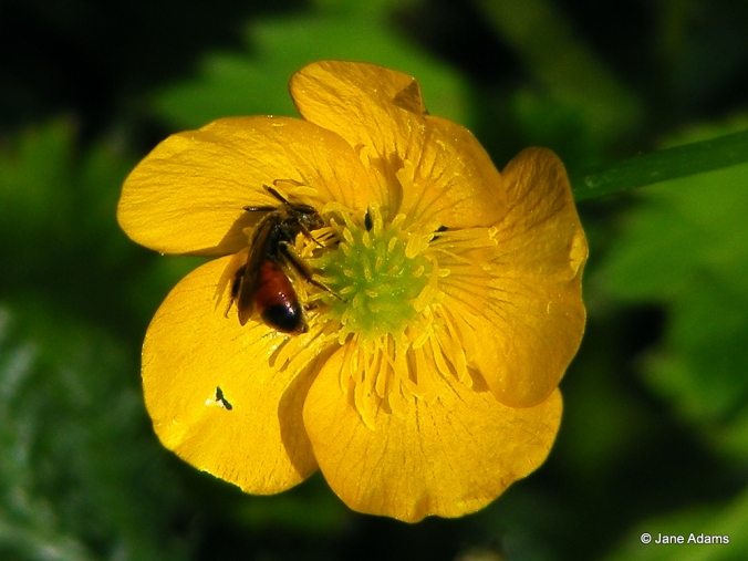 A Girdled mining bee hiding in a buttercup
