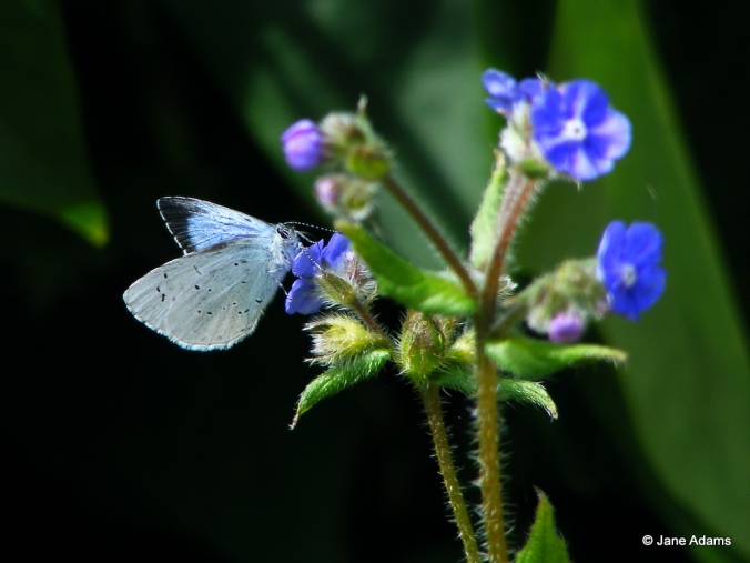 A Holly blue hanging onto the Green Alkanet for dear life!