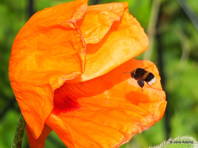 A Buff tailed bumblebee coming into land